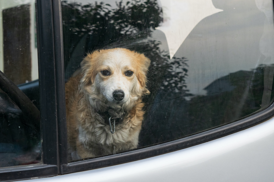 animal right dog in car