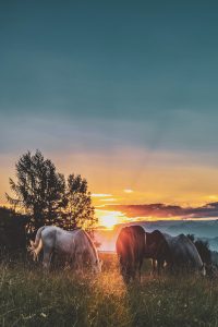 White and brown horses graze in upland meadow at sunset with silhouetted trees, wild horses, portrait format, glow, soft focus perspective