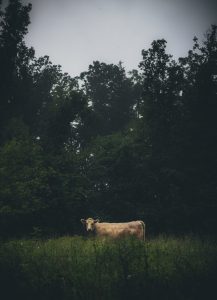 Tan colored cow stands in meadow against backdrop of trees at dusk, head turned to viewer
