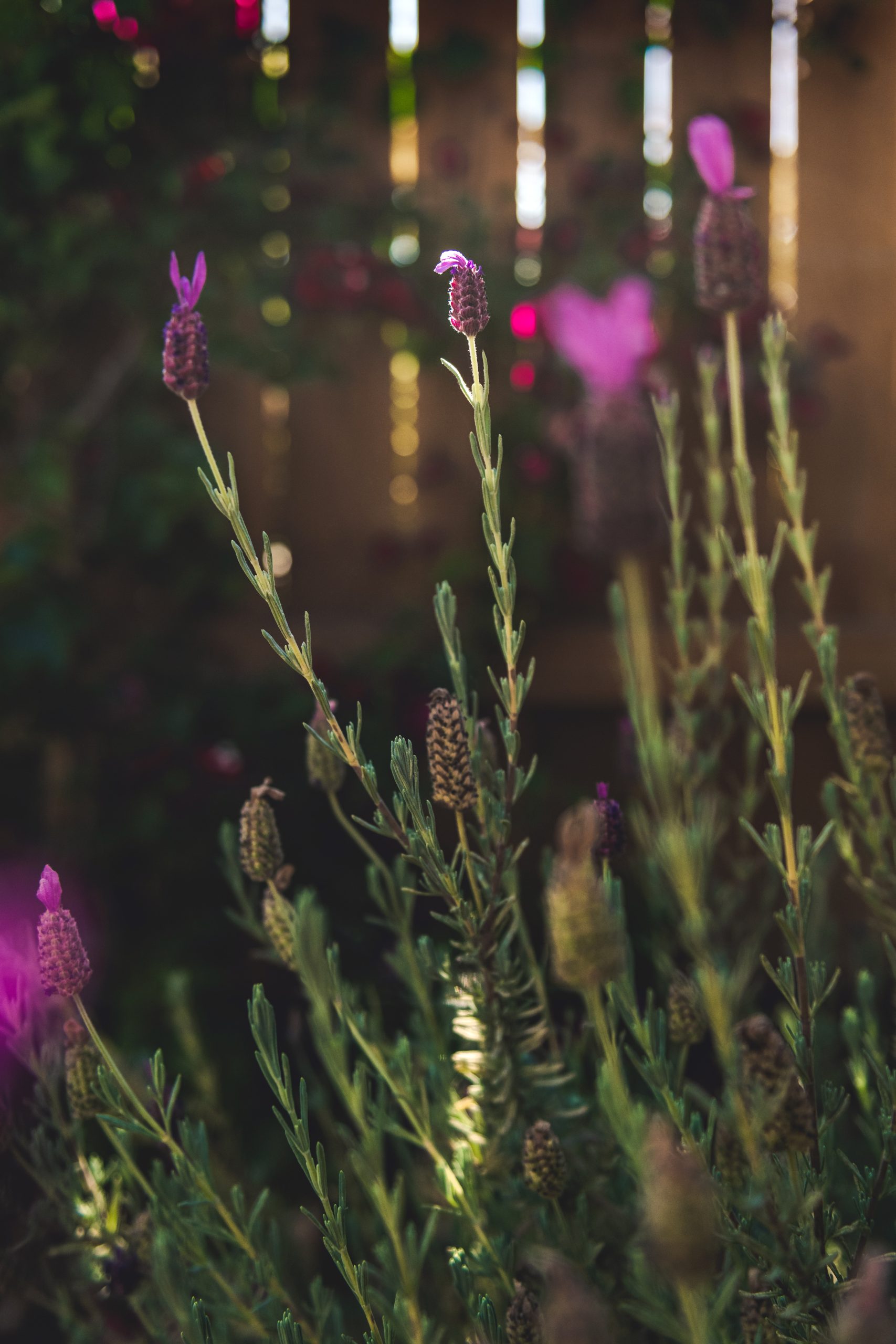 Purple wild flowers, evening light through fence, soft focus, wildflower garden
