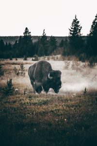 Three quarter view of lone Bison in wild landscape, Yellowstone National Park, evergreen forests in the background and steam rising from the ground