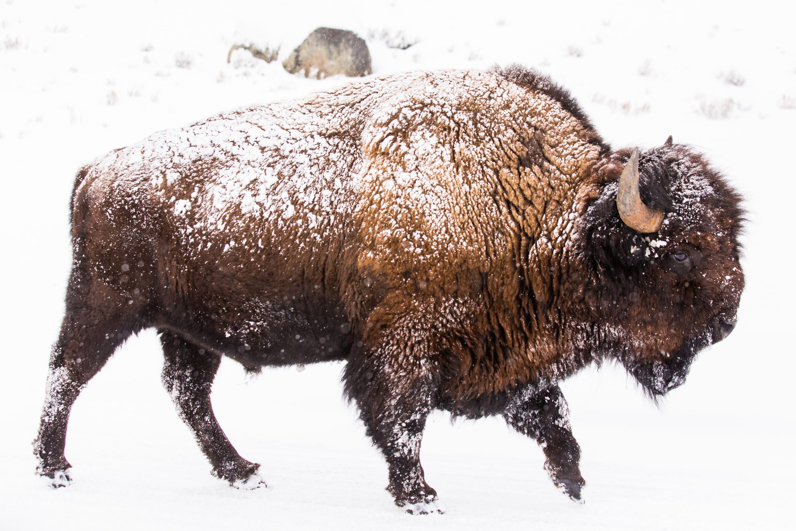 Bison in the snow, in profile, snow covered fur