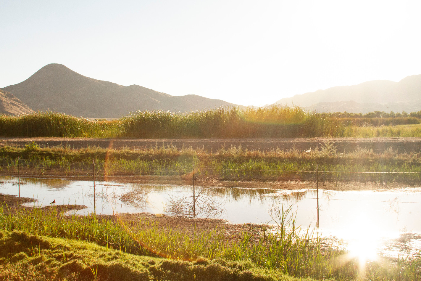 Sluggish stream running through agricultural land with mountain backdrop,hazy light, groundwater