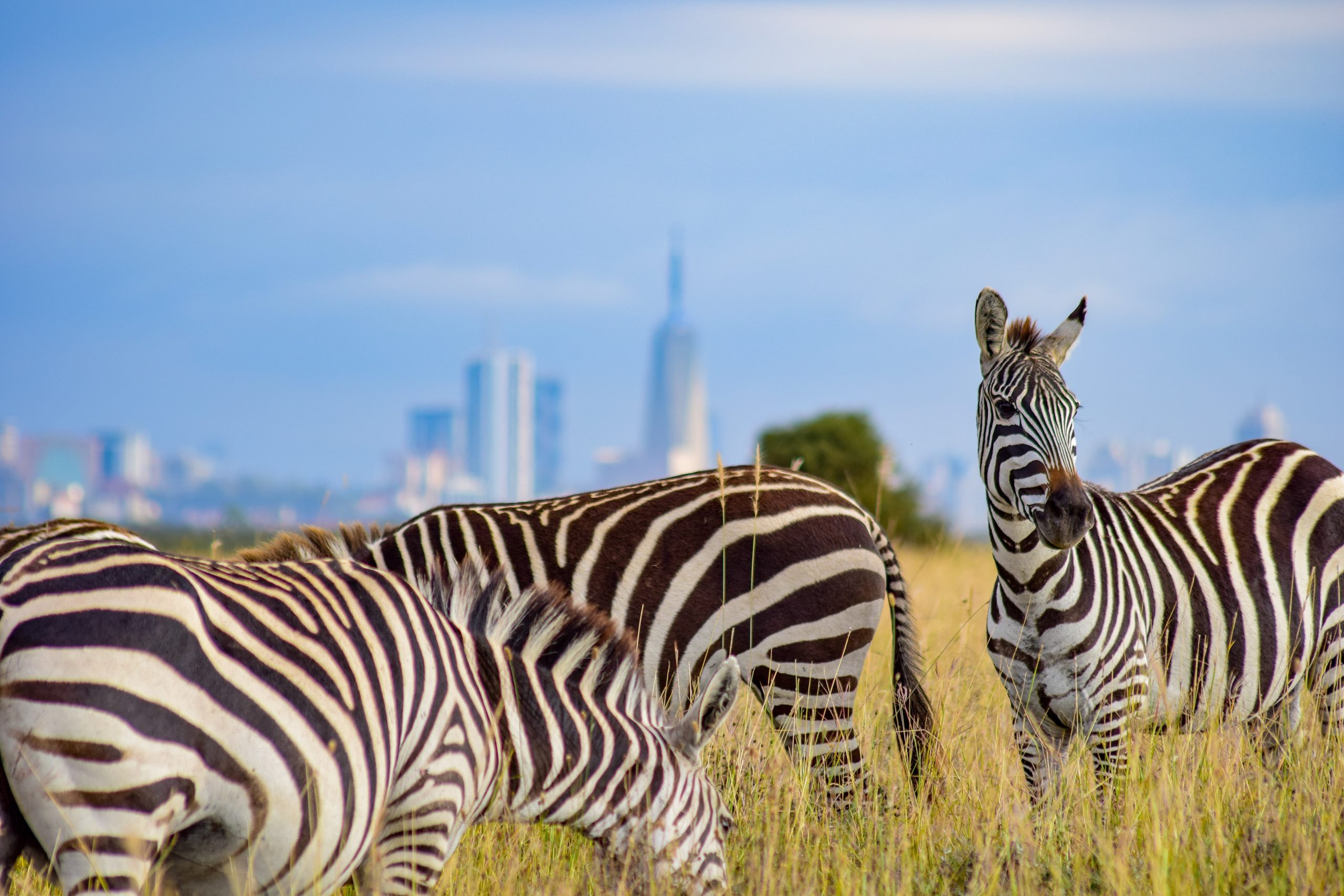 Two Zebras stand against skyline with city in the distance
